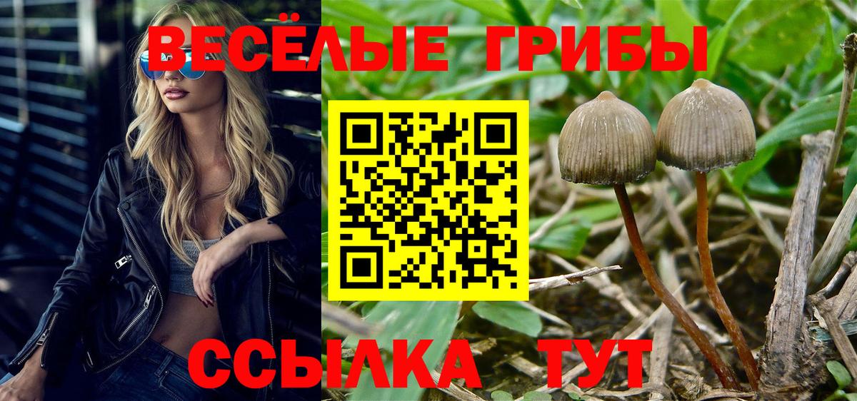 Галлюциногенные грибы Psilocybe  Вход с VPN  Галлюциногенные грибы Psilocybe  закладка  Урус-Мартан 