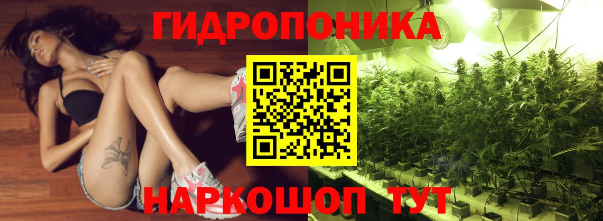 Каннабис конопля Урус-Мартан